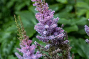 chinensis var. pumila - afbeelding 8