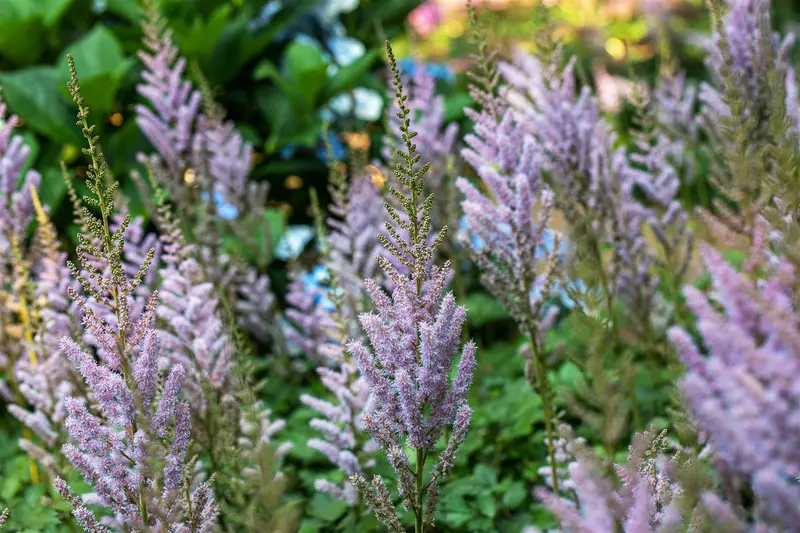 chinensis var. pumila - afbeelding 9