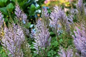chinensis var. pumila - afbeelding 9
