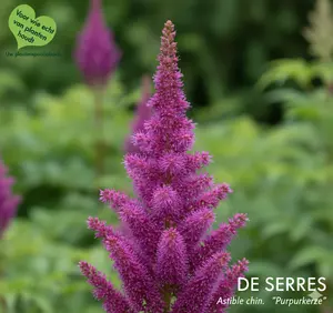 Astilbe chinensis var. taquetii 'Purpurkerze' P9