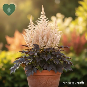 Astilbe thunbergii 'Chocolate Shogun' P9