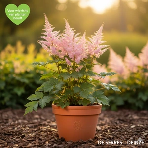 Astilbe japonica 'Europa' P9