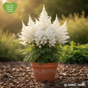 Astilbe japonica 'Gladstone' P9