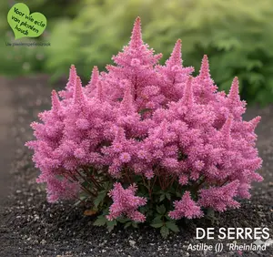 Astilbe japonica 'Rheinland' P9