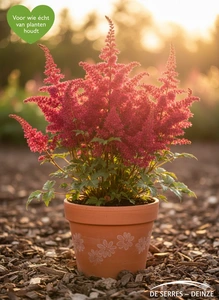 Astilbe japonica 'Vesuvius' P9