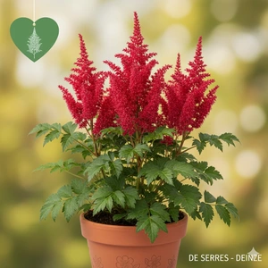 Astilbe japonica 'Bonn' P9