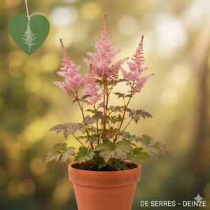 Astilbe simplicifolia 'Bronce Elegans' P9