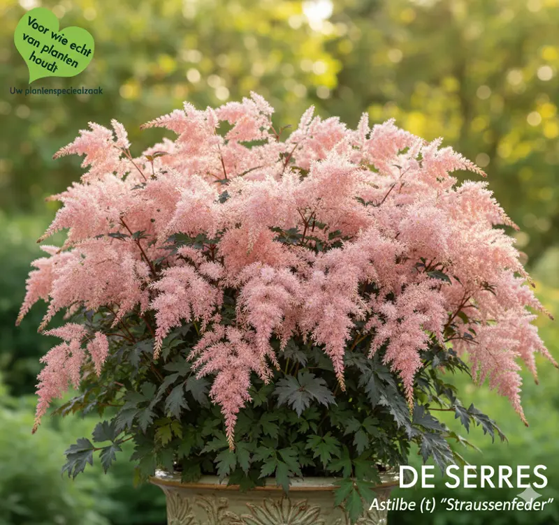 Astilbe thunbergii 'Straußenfeder' P9
