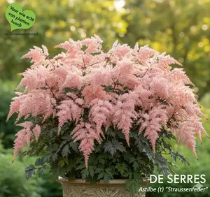 Astilbe thunbergii 'Straußenfeder' P9