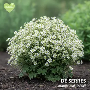 Astrantia maj. 'Alba' P9