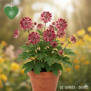 Astrantia major 'Cerise Button'