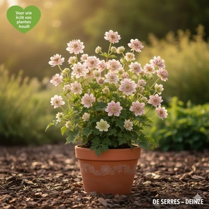 Astrantia maj. 'Florence'® P9