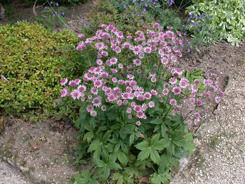 Astrantia maj. 'Purple Happiness' P9 - afbeelding 4