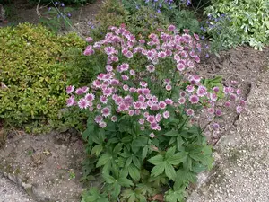 Astrantia maj. 'Purple Happiness' P9 - afbeelding 4
