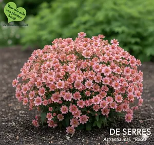 Astrantia major 'Rosea' P9