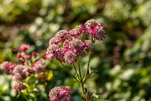 Rosensinfonie - afbeelding 1