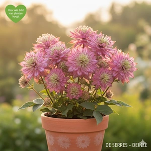 Astrantia major 'Star of Beauty'® P9