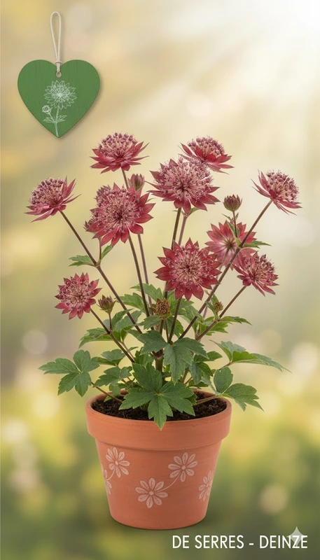 Astrantia major 'Star of Love'® P9