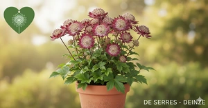 Astrantia major 'Star of Passion'® P9