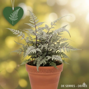 Athyrium nip. 'Pewter Lace' P9