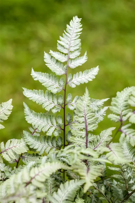 Athyrium niponicum 'Silver Falls' P9