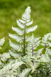 Athyrium niponicum 'Silver Falls' P9