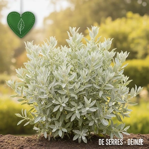 Atriplex halimus C (30- 40)