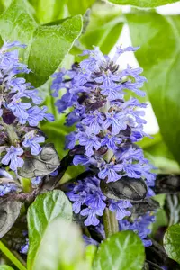 Ajuga rept. 'Atropurpurea' P9 - afbeelding 5