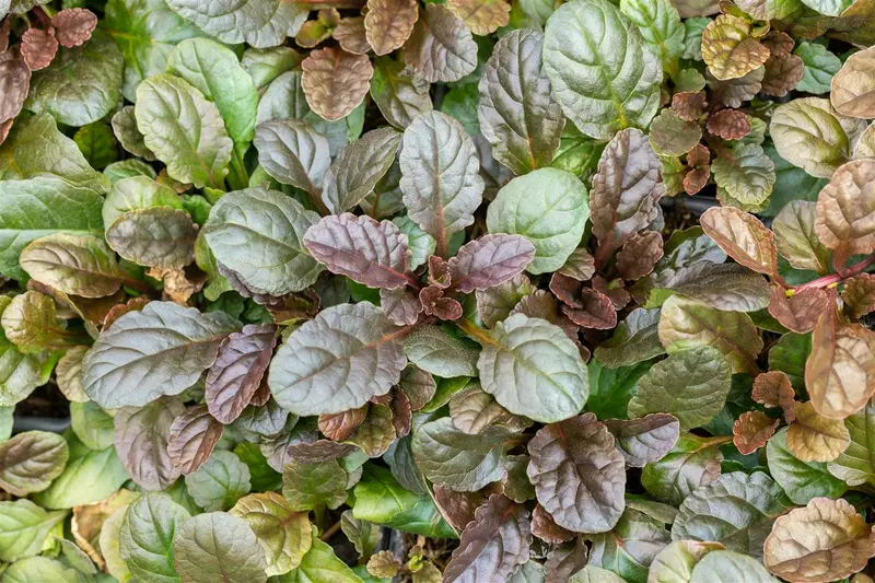 Atropurpurea - afbeelding 5