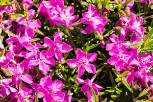 Atropurpurea - afbeelding 2