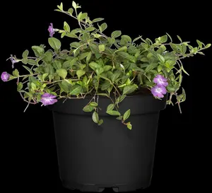 Vinca minor 'Atropurpurea' ('rubra') P9