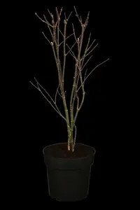 acer palm. 'atropurpureum' (100-125 cm) - afbeelding 5