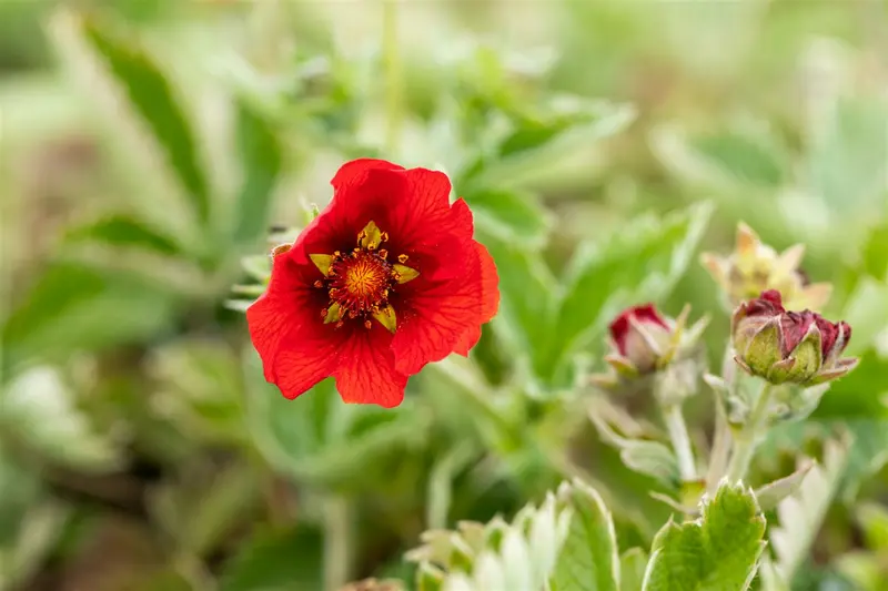 potentilla atrosanguinea P9 - afbeelding 2