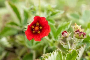 potentilla atrosanguinea P9 - afbeelding 2