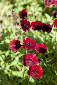 cosmos atrosanguineus P9 - afbeelding 5