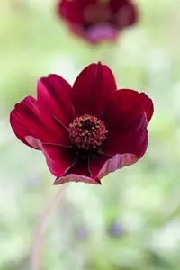 cosmos atrosanguineus P9 - afbeelding 4
