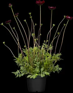 cosmos atrosanguineus P9 - afbeelding 3