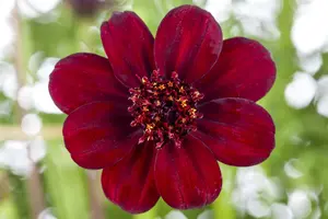 cosmos atrosanguineus P9 - afbeelding 2