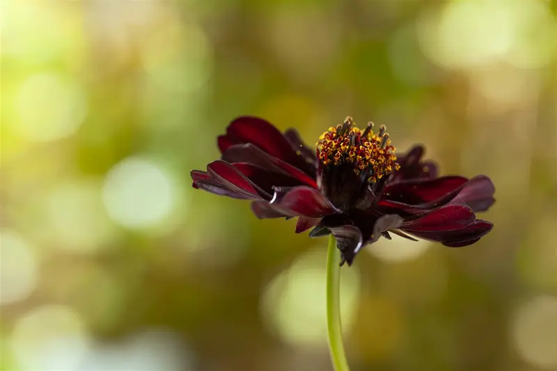 cosmos atrosanguineus P9 - afbeelding 5