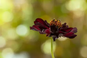cosmos atrosanguineus P9 - afbeelding 5