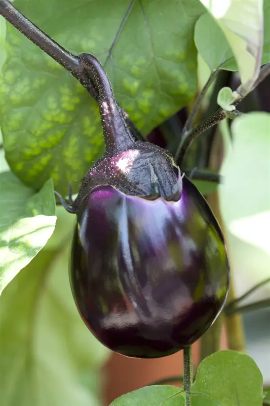 aubergine paarse van barbentane - afbeelding 4