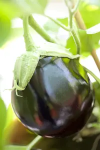 aubergine paarse van barbentane - afbeelding 5