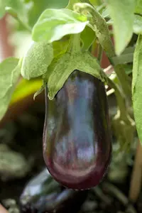 aubergine paarse van barbentane - afbeelding 6