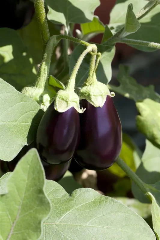 aubergine ronde black beauty - afbeelding 3
