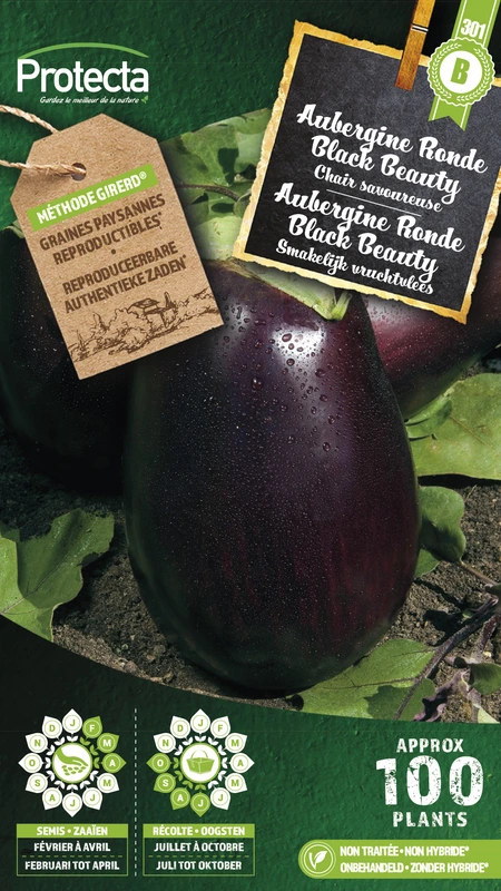 aubergine ronde black beauty