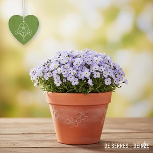 Aubrieta 'Axcent® Glacier Light Blue' P10.5