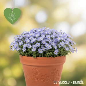 Aubrieta 'Axcent® Glacier Light Blue' P10.5