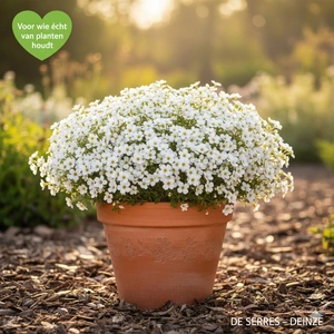 Aubrieta deltoidea 'Alba' P9