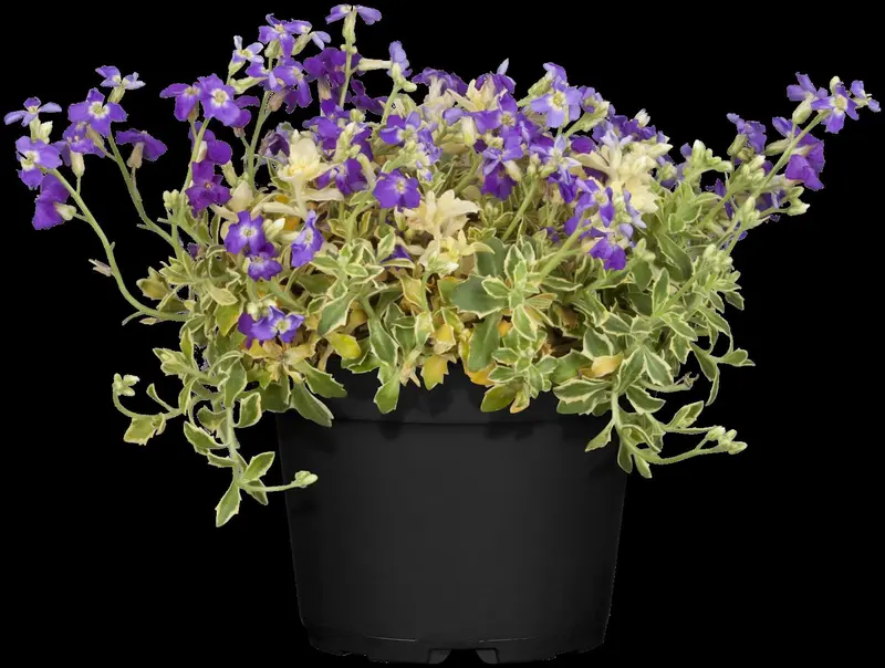 Variegata