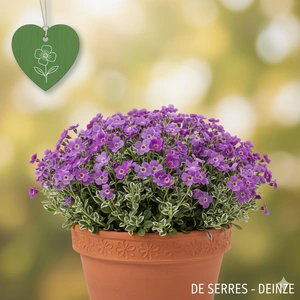 Aubrieta x cultorum 'Argenteovariegata' P9